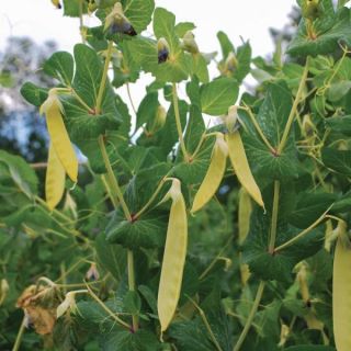 Golden Sweet Peas Thumbnail
